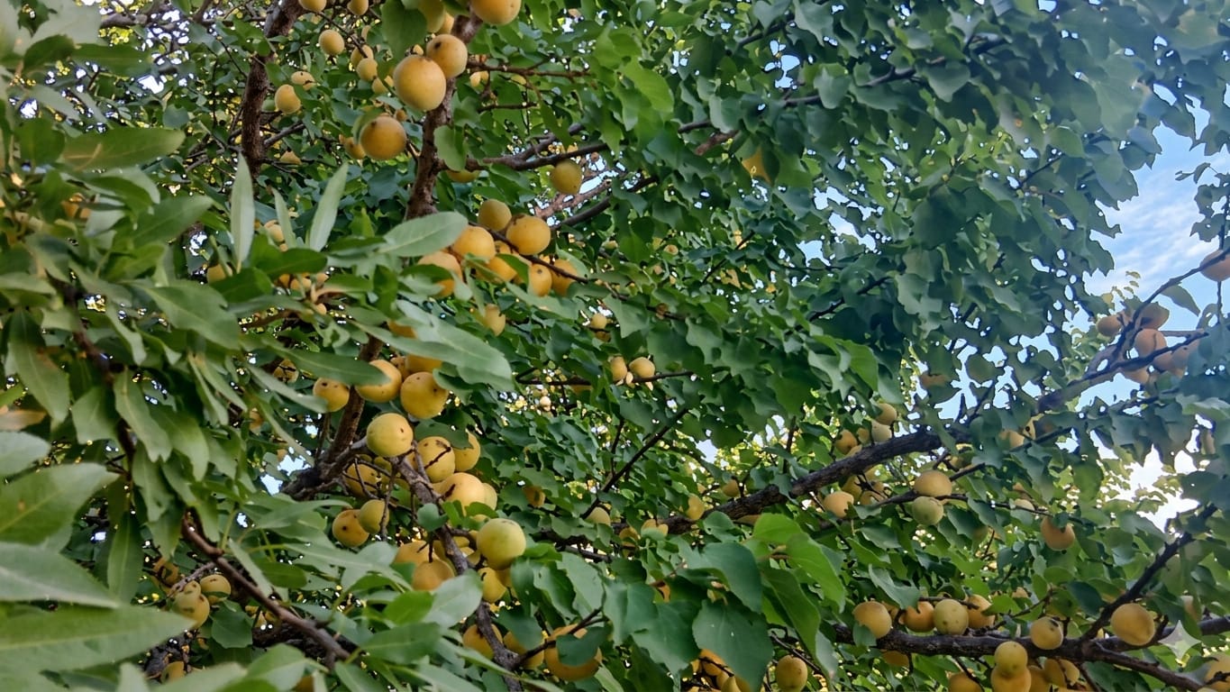 سنجاوی کی خوبانی: بلوچستان کی وادیوں کا سنہرا تحفہ