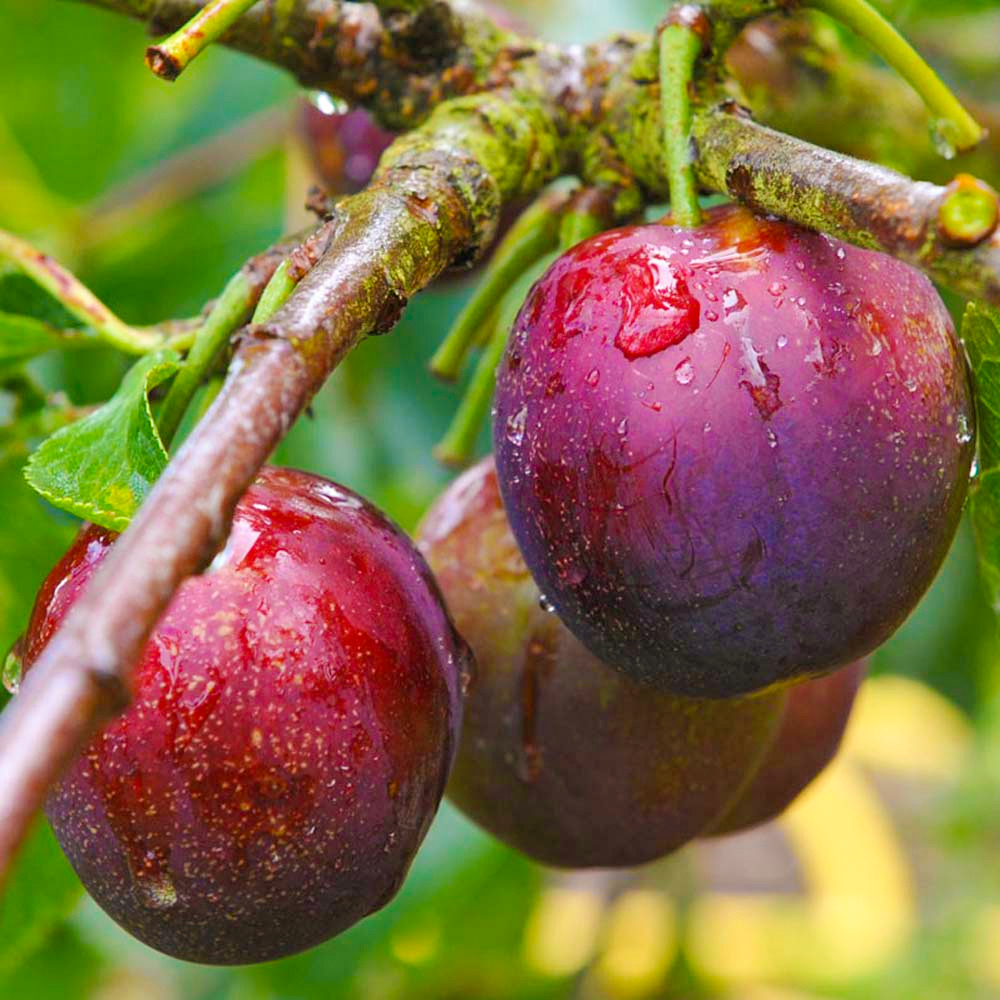 قلات کا مشہور آلو بخارا سیزن عروج پر، ملک بھر کی منڈیوں کی زینت بن گیا