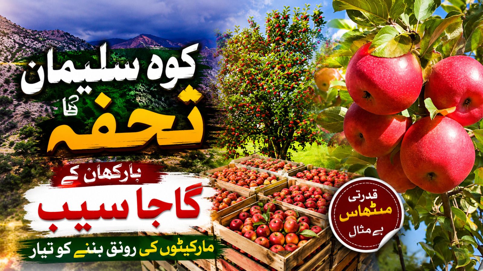 بارکھان کے مشہور گاجا سیب چند دنوں میں ملک بھر کی منڈیوں کی زینت بن جائیں گے