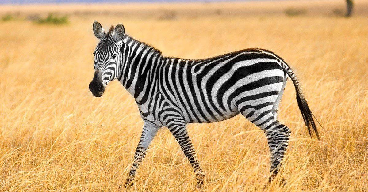 zebra ky jism pr safaid or kaali dhhary q hien?