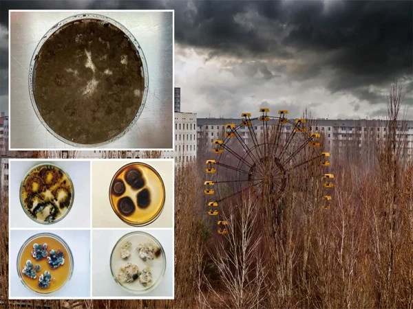 Stunning Discovery in Chernobyl ,Fungus Found Surviving by Feeding on Radiation
