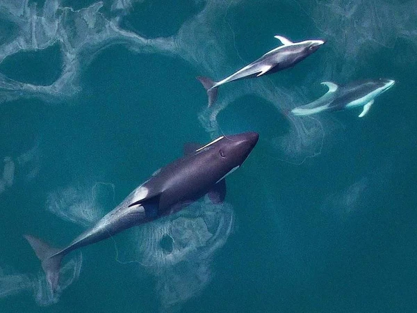 Dolphins and Killer Whales Are Not Enemies, New Scientific Study Reveals