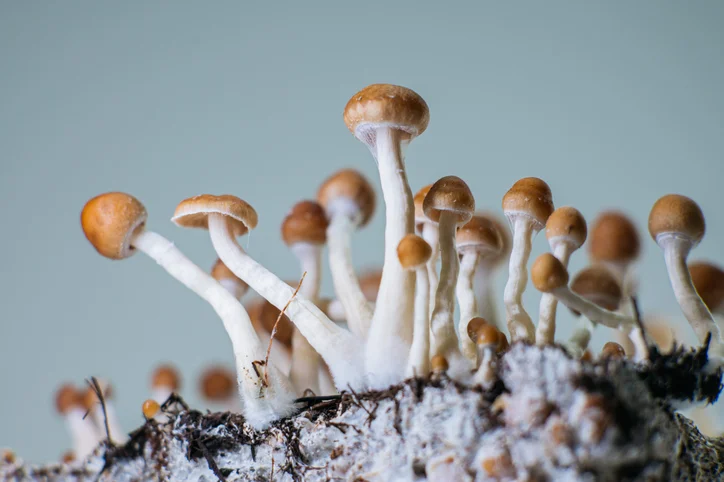 Magic Mushroom Compound Psilocybin Shows Promise in Treating Depression