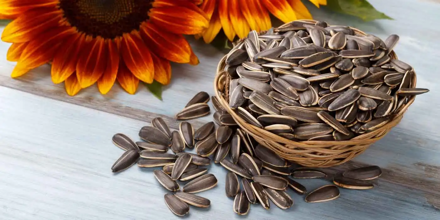 Sunflower Seeds: A Nutritional Powerhouse for Health