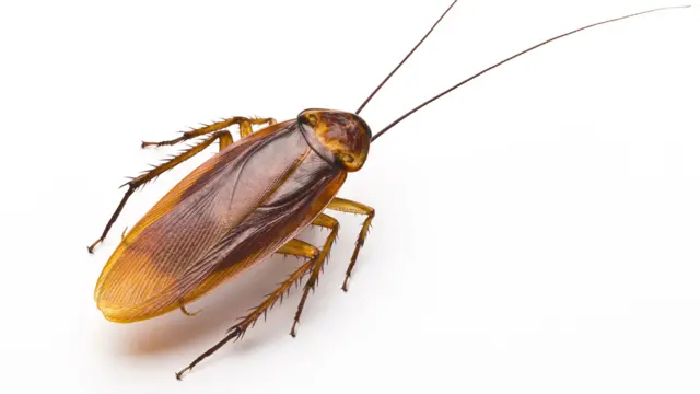 The Hidden World of Cockroaches: Fear, Survival, and Their Role in Nature